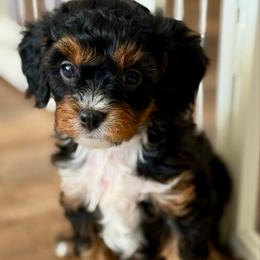 Cupid - Tri-color male Cavapoo puppy in Natural Bridge, Virginia from Padgetts Hill Puppies