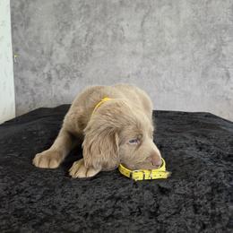 Yellow Collar - Gray male Weimaraner puppy in Catoosa County, Georgia from Kaleidoscope Weims