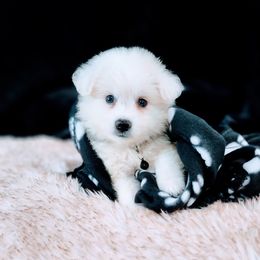 American Eskimo Dog Puppies from Pecan Ridge Puppies