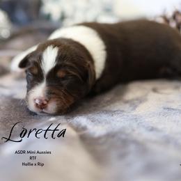 Loretta - RTF - Red tri female Miniature Australian Shepherd puppy in Nacogdoches, Texas from TK Standard, Mini, & Toy Aussies
