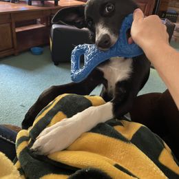 Border Collie Puppies from By Design Farm