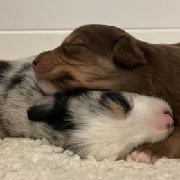 Miniature Australian Shepherd Puppies from Blue Skye's Miniature Australian Shepherds