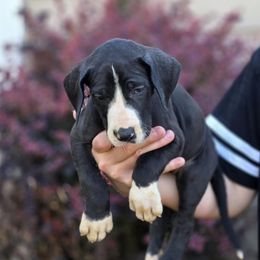 Maddie - Mantle female Great Dane puppy in Albany, Oregon from Red Cloud Australian Shepherds and DeGray Great Danes & Bulldogs