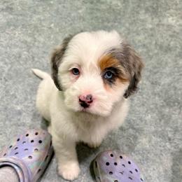 Goldie - Blue merle female Aussiedoodle puppy in Heber City, Utah from Junipersdoodles