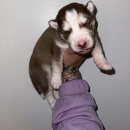 Boy 4 - Red and white Siberian Husky puppy in Jonesborough, Tennessee from Dry Creek Siberians