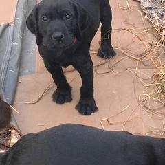 Pudelpointer Puppies from High Power Pudelpointers