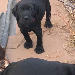 Pudelpointer Puppies from High Power Pudelpointers