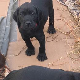 Pudelpointer Puppies from High Power Pudelpointers