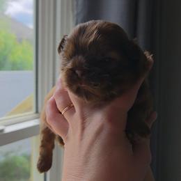 Lou Lou Who - Liver male Shih Tzu puppy in Jenks, Oklahoma from Northstar Shih Tzu