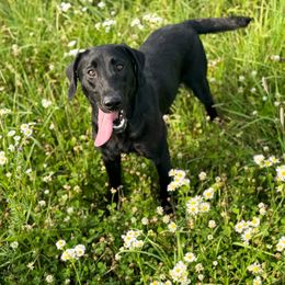 Mercy - Labrador Retriever