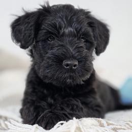 Teddie - Black male Miniature Schnauzer puppy in Howell Township, New Jersey from Kateryna's Miniature Schnauzers