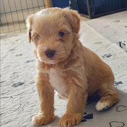 Star - Wheaten female Miniature Schnauzer puppy in Diana, Texas from Happy Pawz Schnauzers