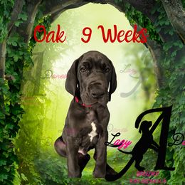Oak - Black Great Dane puppy in Longview, Texas from Lazy A Danes