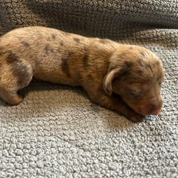 B2 - Dapple male Dachshund puppy in Harpers Ferry, West Virginia from Brandie Kelley