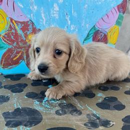 Gus - Cream male Dachshund puppy in Hawley, Texas from Foxy’s Dachshunds & Toy Aussies