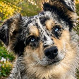 Iris - Blue merle female Miniature Australian Shepherd puppy in Ronan, Montana from Dirt Road Aussie’s of Montana