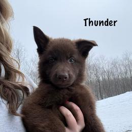 Lime HC AKA Thunder - Liver male German Shepherd puppy in Terra Alta, West Virginia from Shepherd Country Farm and Kennels
