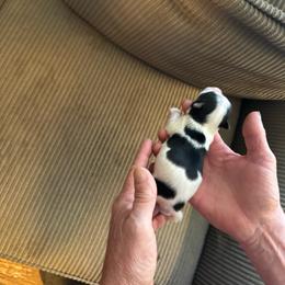 Boy 1 - Parti male Yorkshire Terrier puppy in Elizabeth, Indiana from Dwayne’s Yorkshire Terriers