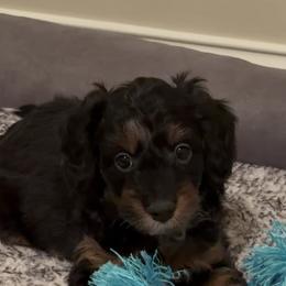 Maddox - Phantom male Bernedoodle puppy in Columbia, Kentucky from Woodland Bernedoodles