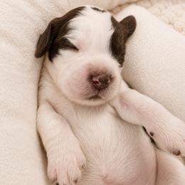 Prince - Liver white and roan male English Springer Spaniel puppy in Fort White, Florida from Thunderbird Springers