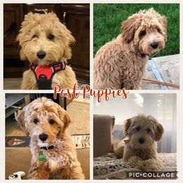 Bernedoodle and Goldendoodle Puppies from I Dream of Doodles