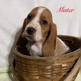 Red Boy - Black brown and white male Basset Hound puppy in Edgar Springs, Missouri from Red Fern Basset Family