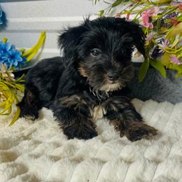 Cursoe - Black and tan male Companion Cross puppy in Elgin, South Carolina from Silver Bells Paw Prints