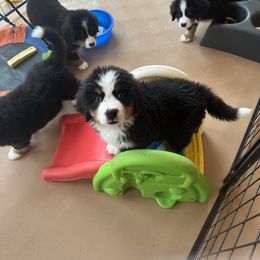 Bernese Mountain Dog All Grown Up from Windfall Bernese