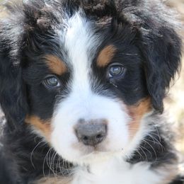 Bernedoodle and Bernese Mountain Dog Puppies from Faith and Family Farm