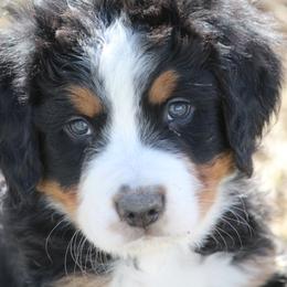 Bernedoodle and Bernese Mountain Dog Puppies from Faith and Family Farm