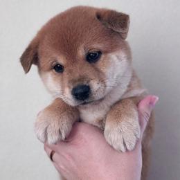 Android 18 - Red female Shiba Inu puppy in Cypress, Texas from Southern Shibas