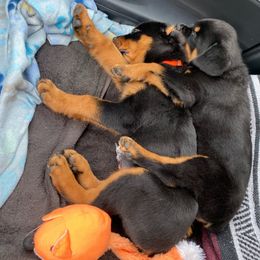 Rottweiler Puppies from Hardy Rotties