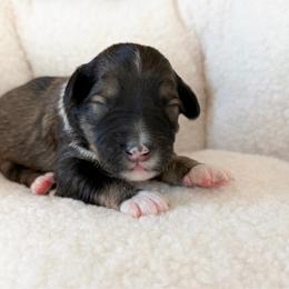 Cupid - Sable male Aussiedoodle puppy in Jackson, Tennessee from Dinah Doodles and Aussies