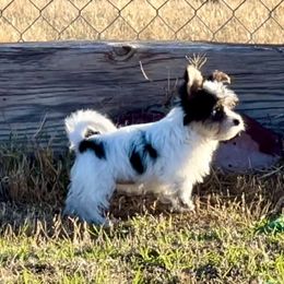 Maltese, Morkie, and Yorkshire Terrier Puppies from California AKC Maltese & Yorkies