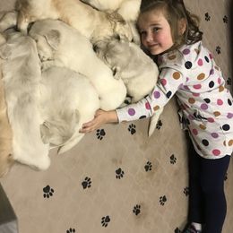 Golden Retriever Puppies from Snow Creek Goldens