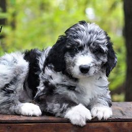Aussiedoodle Puppies from Wilson Cattle Co.