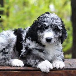 Aussiedoodle Puppies from Wilson Cattle Co.