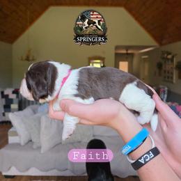 Faith - Tri-Roan female English Springer Spaniel puppy in Ocoee, Tennessee from Ocoee Mountain Springers