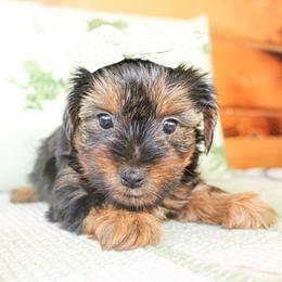 Abbie - Black and tan female Yorkshire Terrier puppy in Hugo, Oklahoma from Ann R.