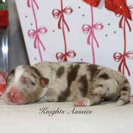 Charm - Red merle male Australian Shepherd puppy in Ceres, California from Knight's Aussies