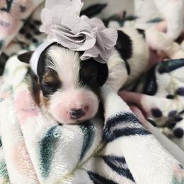 Petunia - Tri-color female Cavapoo puppy in Roseville, California from Heavenly Goldendoodles