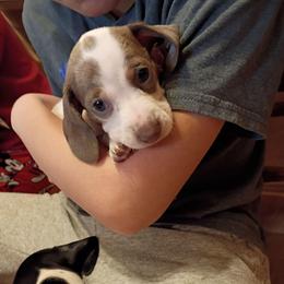 Girl 3 - Chocolate and tan female Dachshund puppy in Gracemont, Oklahoma from Frank's Mini Doxies