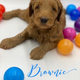 Goldendoodle Puppies from Dapper Doodles of Tennessee