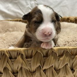 Pumpkin - Red tri-color male Aussiedoodle puppy in York, Pennsylvania from Loving Puppy Paws Kennel