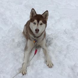 Siberian Husky Puppies from Crazy Cookies Huskies