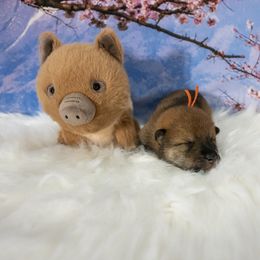 Orange Collar - Red sesame male Shikoku puppy in Pennsylvania from Aoiyama Sou Shikoku Kennel