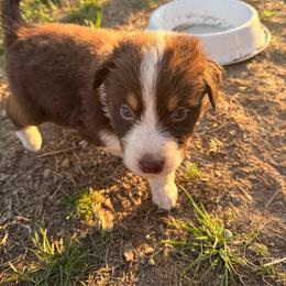 Finnegan - Red tri-color male Australian Shepherd puppy in Worcester County, Massachusetts from O’Kejas  Kennel