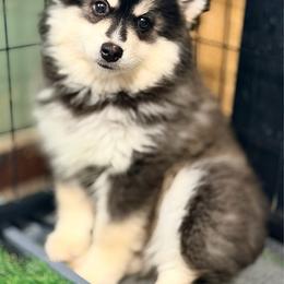 Ra - Black and white male Pomsky puppy in Centerville, Iowa from LJ Kennels Pomskies, LLC