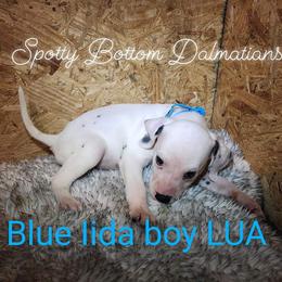 Dalmatian Puppies from Spotty Bottom Dalmatians