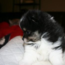 Pomeranian Puppies from Lilmonster Pomeranians